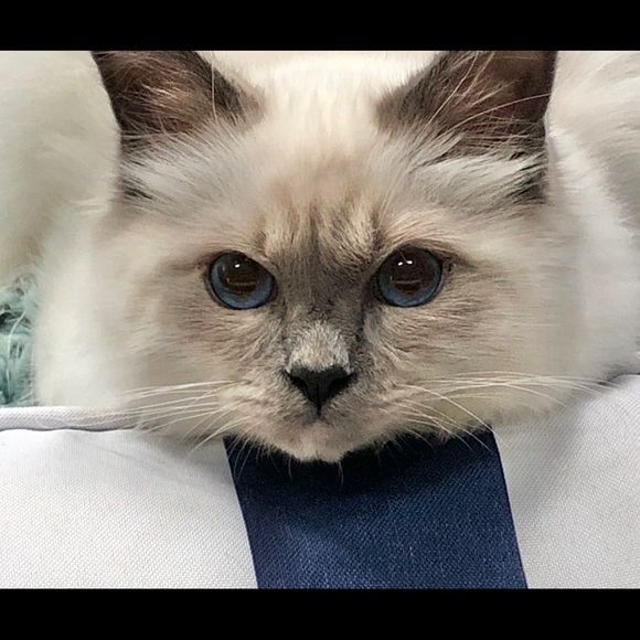 MEET THE POSHER - Picture 9 of 16